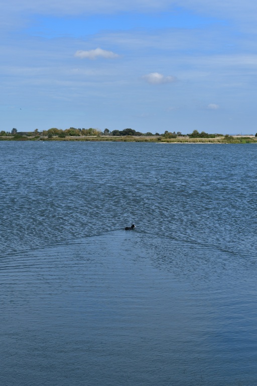 2018-09-09 Rye/DSC_4658.JPG